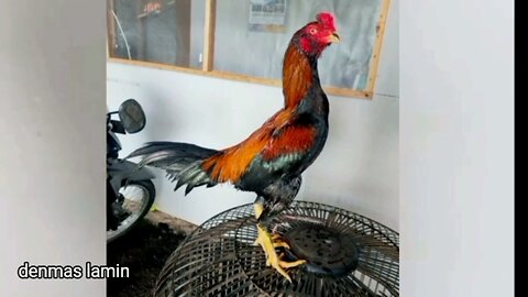 Cara Membuat Ayam Pukul kKeras