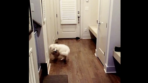 Dizzy Doggy Hits The Wall While Chasing It's Tail
