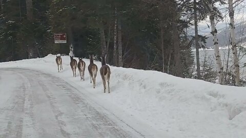 Deer trotting in Glacier National Park