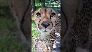 Cheetah 🐆 Cubs VS The Cruel Wilderness!