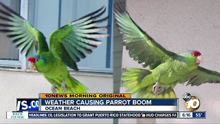 Weather causes parrot boom