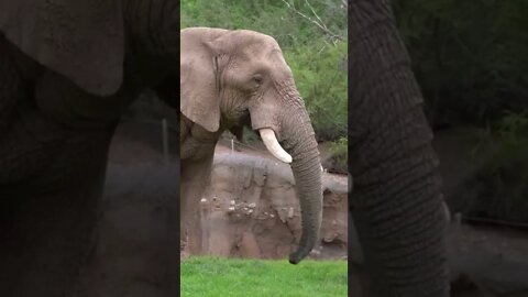 Big Wild African Elephant Eating