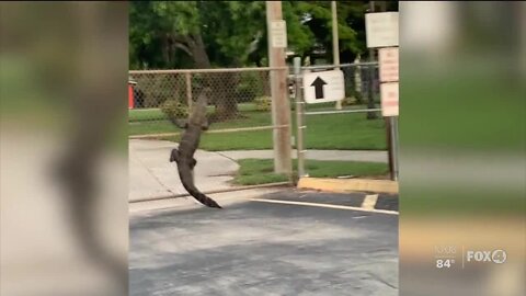 Two alligators trapped after causing a stir