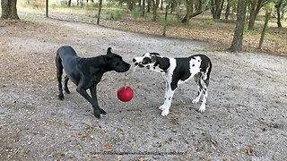 Playful Great Dane and Puppy Love to Play in Leaves