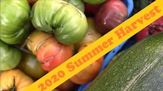 2020 Summer Garden Harvest
