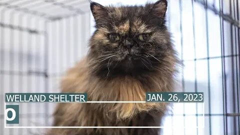 "Shylo", 13yr female Persian | NSPCA Adoption Focus