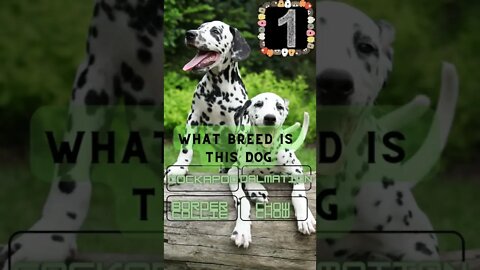 👀Dog Breed Quiz #4 Can you get it right? 👀#shorts
