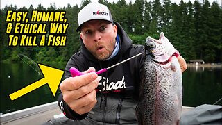 Best Way To KILL A FISH (Easy, Ethical, Humane!)