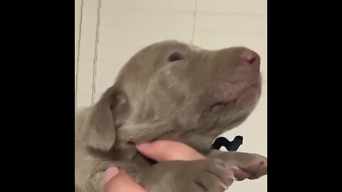 Watch & listen to this pup learning to howl