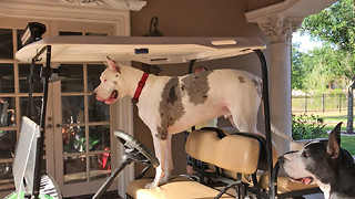 Funny 200 lb Great Dane Takes Over Golf Cart