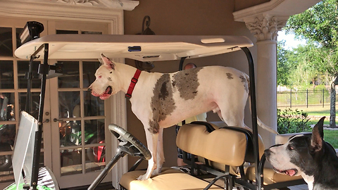 Funny 200 lb Great Dane Takes Over Golf Cart