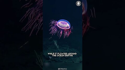 Halitrephes Maasi Jellyfish 🌊 Deep-Sea Fireworks!