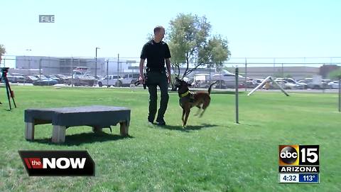 The training that goes into becoming a police K9