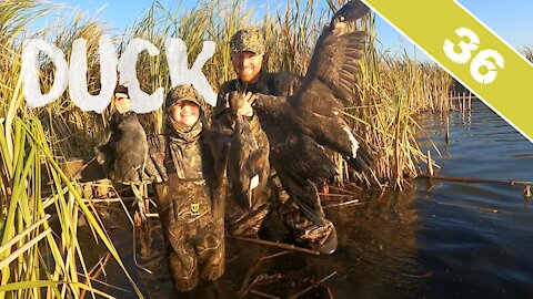 RAINING DUCKS - Hunting Waterfowl in South Dakota with Maggie, Part 2 of 4