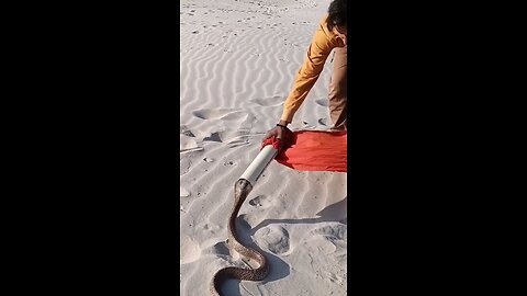 Cobra Snake 🐍 Catcher 😱