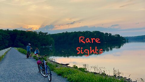 Surprising Wildlife Sightings at the Lake on a Warm Summer Evening