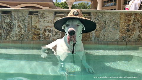 Great Dane wearing sun hat chills in pool