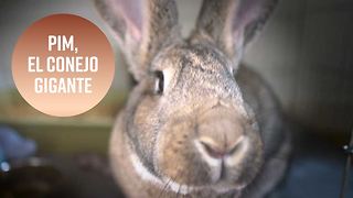 Feliz Pascua: conoce a uno de los conejos más grandes