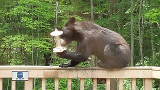 Homeowners spot bear licking bird feeder