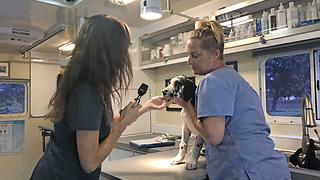 Great Dane Puppy's First Visit to Tampa Mobile Veterinary Services