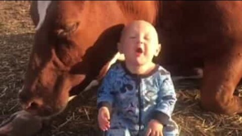Bebis och ko som blivit vänner