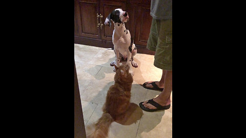 Great Dane puppy shares meal with cats