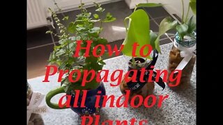 How to Propagating all indoor Plants