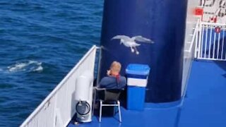Seagull hovers above man's head trying to pinch food