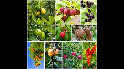 Most Testing & Delicious Fruit😋😱 || Look at this fruit farm