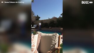 Disagreement between dog and crow ends with splash in the pool