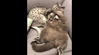 Cats cuddle each other for nap in cutest possible way