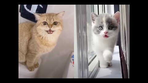 Baby Cats Cute and Funny Cat Videos Complattion cat lovers