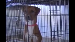 Dogs rescued from the Bahamas arrive in Fort Pierce