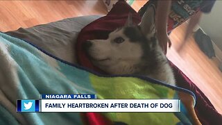 Family heartbroken after death of dog