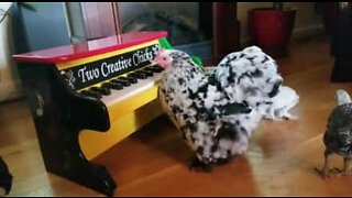 Galinha mostra seu talento tocando piano
