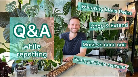 Q&A #2 while repotting - Moss poles, watering etc.