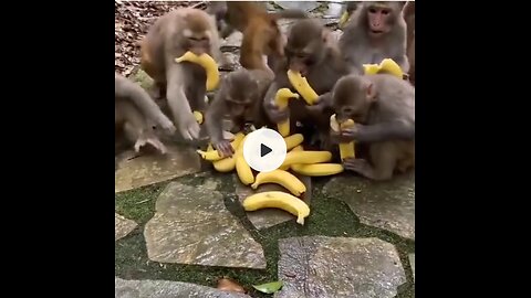 Monkey eating banana 🙂?