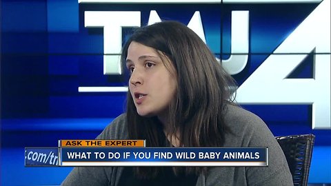 Ask The Expert: What to do if you find a wild animal