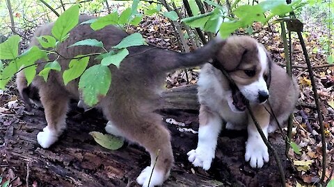 Adorably clumsy puppies play on a log in the forest