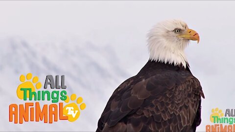 BALD EAGLE * | Animals For Kids | All Things Animal TV