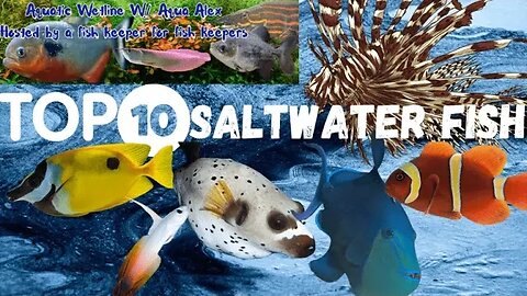 Aquatic Wetline W/ Aqua Alex: Top 10 Saltwater Fish