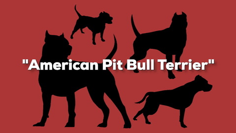 Pit Bull Dog Breed Info