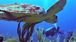 Gigantic loggerhead sea turtle approaches scuba diver for a close inspection