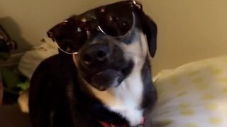 Cool dog wears sunglasses indoors