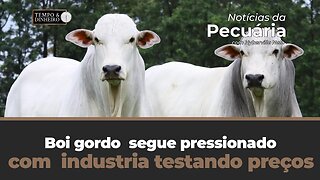 Boi gordo segue pressionado com indústria testando preços mais baixos com oferta mais enxuta.