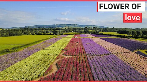Stunning aerial video show colourful flowers