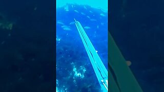 🎣 Pesca submarina - Cioba - Apneia - Spearfishing 🌊🐟 #shorts #viral #pesca