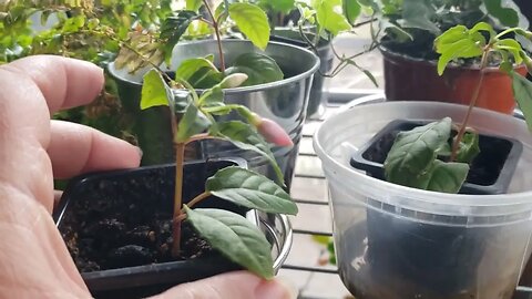 Update on Transplanted Fuchsia Plants