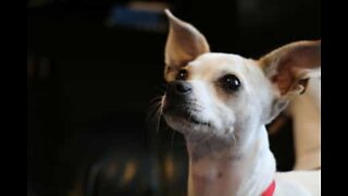 This chihuahua goes crazy for bubbles!