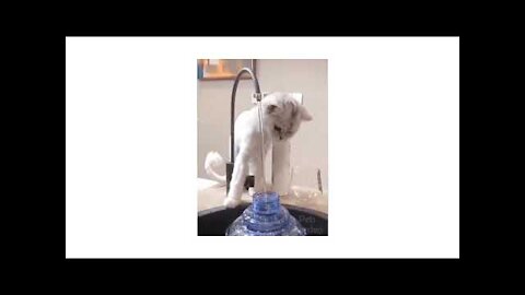 The most popular funny cat and dog video 2022.